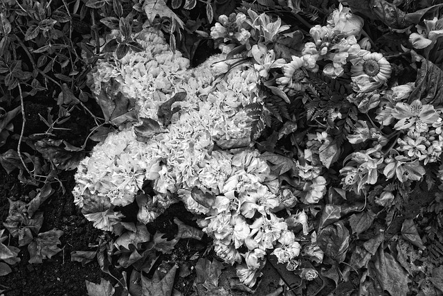 Symbolikken bag begravelsesblomster: Hvilken blomst betyder hvad?